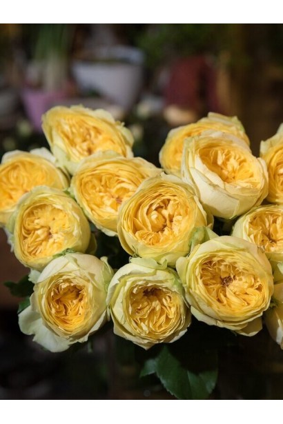 Жовті квіти троянди Каталіна